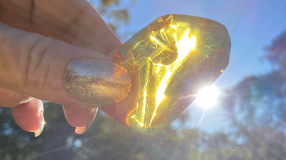 Polished Honey Amber Black Light Fluorescence (bugs)