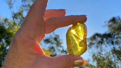 Polished Honey Amber Black Light Fluorescence (bugs)