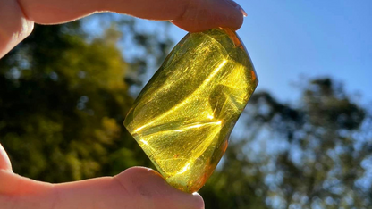 Polished Honey Amber Black Light Fluorescence (bugs)