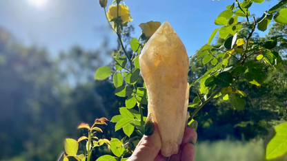 Dragon Tooth Citrine Quartz Natural Point