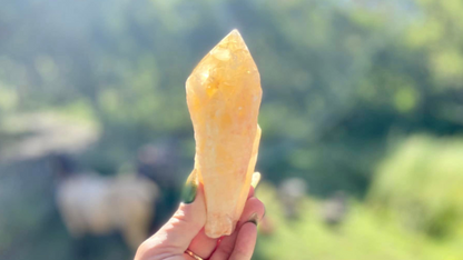 Dragon Tooth Citrine Quartz Natural Point