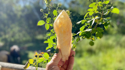 Dragon Tooth Citrine Quartz Natural Point