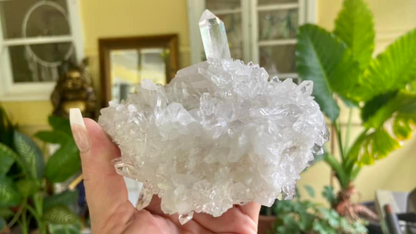 Lemurian Seed Mini Point Cluster AAA+ Grade