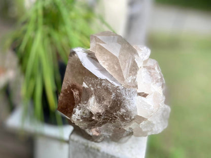 Smokey Citrine Lemurian Seed Quartz Standing Phantom Dolphin Cluster