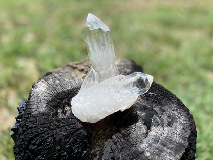 Lemurian Seed Quartz Cluster