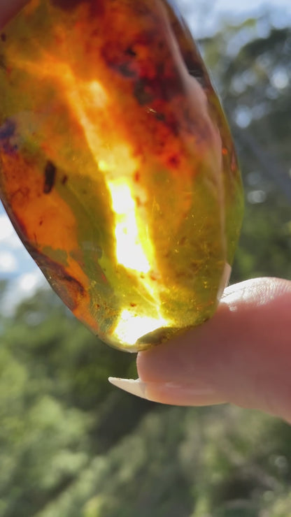 Polished Honey Amber (full of Bugs)