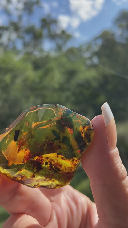 Polished Honey Amber (full of Bugs)
