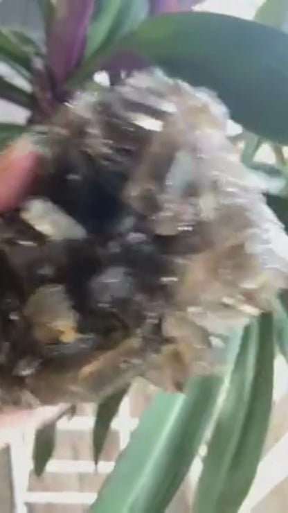 Natural Citrine Lemurian Seed Cluster