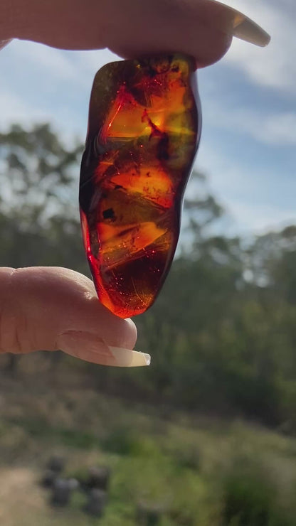 Rare Red Fire Amber: Baltic Sea Fossil with Organic Inclusions