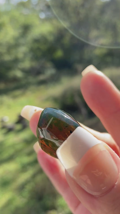 Polished Honey Amber (full of bugs)