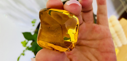 Polished Honey Amber (full of bugs) UV Reactive